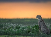 开云平台-黑马啸山林！吉林队轻取骑士，班凯罗双面魔影成关键先生