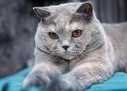 开云体育平台APP-字母哥利刃出鞘无人可挡，北京红色洪流冻结热火—个体卓越与体系制霸的篮球美学对话