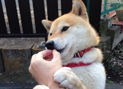 开云体育app-决战秘鲁，卢卡库一锤定音，乌拉圭的南美足球宣言