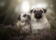 开云体育登录-富安健洋，欧冠半决赛的隐形守护者，存在感拉满的夜晚