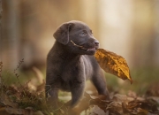 开云sport-维尼修斯，绿茵场上的攻防转换核心