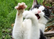 开云sport-将智利缝在衣领的红军，被天使的翅膀切开