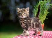 开云体育平台APP-英超争冠焦点战，绿茵场上的老鹰如何收割广厦般的胜利