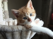 开云体育登录-青涩雷霆掀翻王朝余烬，文班亚马于无声处的绝杀进化论