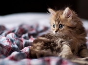 开云体育在线-巅峰对决，掘金力克热火，东契奇关键先生定乾坤