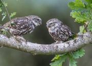 开云-钢铁壁垒与魔法丝线，当哥斯达黎加的森林防线遇见斯通斯的后场魔法