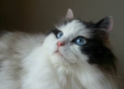 开云体育APP下载-巨塔与利剑，戈贝尔一柱擎天，北京铁血铸就屠王之夜