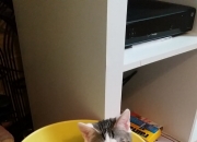 开云体育官网-跨界对决，北京队奇迹般带走尼克斯，NBA总决赛新篇章