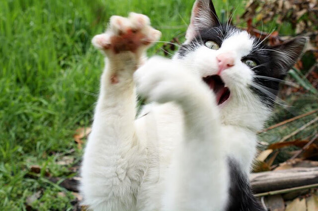 暗夜破晓者,文班亚马以天赋为刃,刺穿十一冠王朝