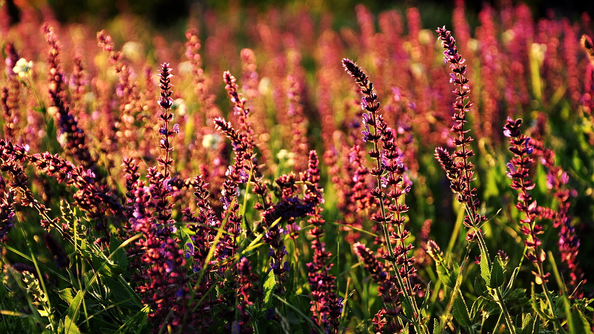 赛道封锁与战术封锁，F1揭幕战与那不勒斯对马赛的双重博弈