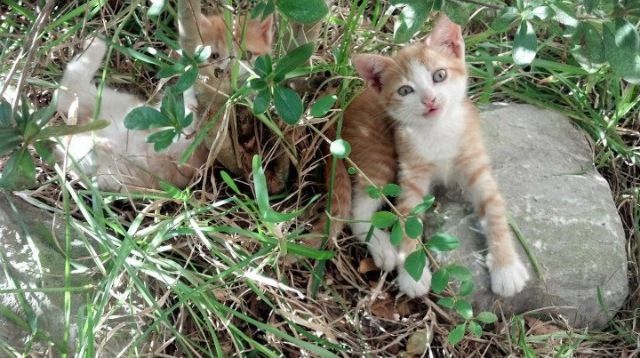 钢铁对决，独行侠斩落凯尔特人，马克西在年度焦点之战接管比赛