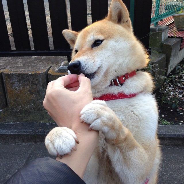 决战秘鲁,卢卡库一锤定音,乌拉圭的南美足球宣言