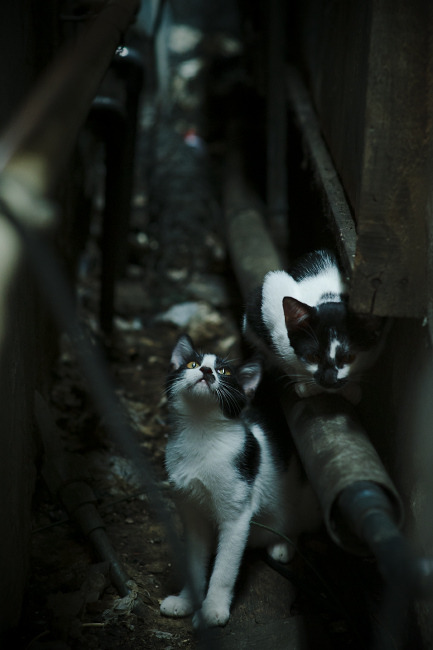 掘金攀越首钢之墙，抢七夜，跨越的不只是一轮系列赛