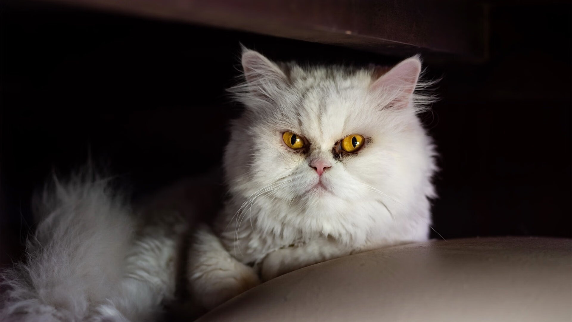 狂欢夜的失意人，当贝蒂斯绿潮碾过，为何卢卡库的锋芒最是刺骨