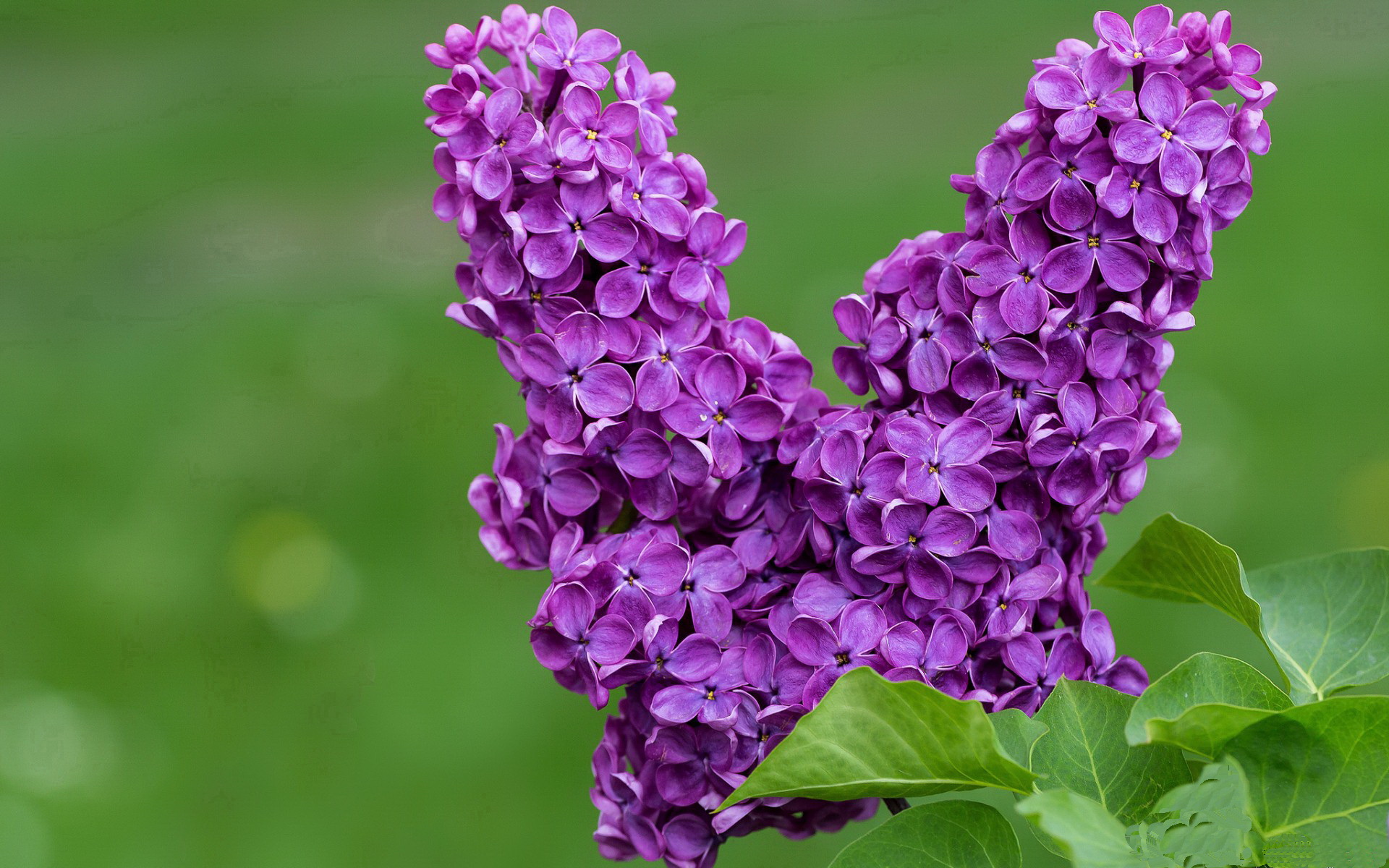 运动无疆界,心跳同频,意甲烽烟与NBA生死战的共同心跳