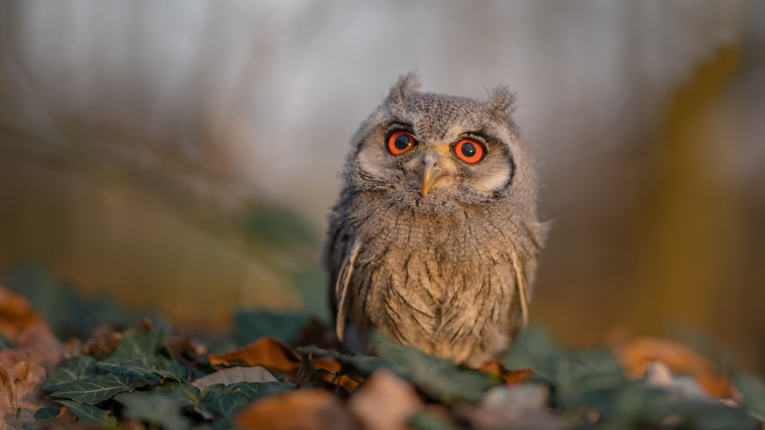 火热蒂亚戈灼伤赛场,曼联得分狂潮掀起英超货币战争