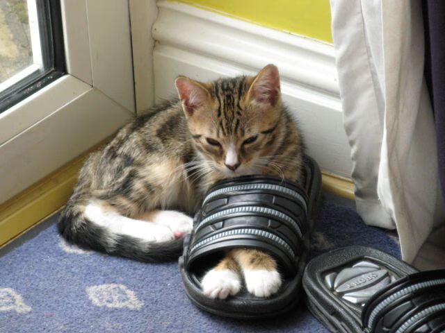 虚拟巅峰对决,吉林铁骑踏平丹佛高原,霍勒迪跨联盟接管年度焦点战