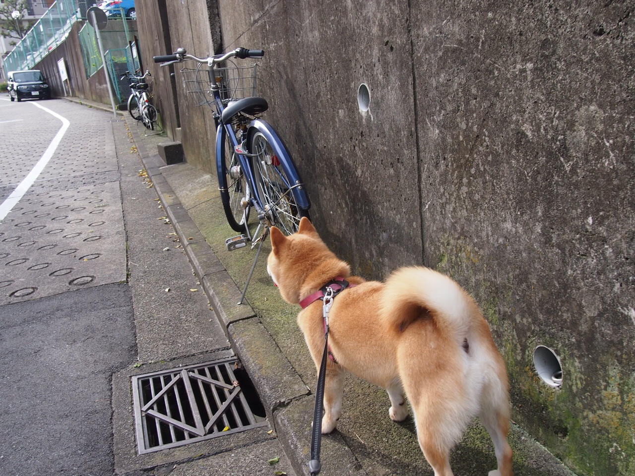 楚阿梅尼单节狂飙，摩纳哥摧枯拉朽！非洲雄鹰折翼欧洲堡垒