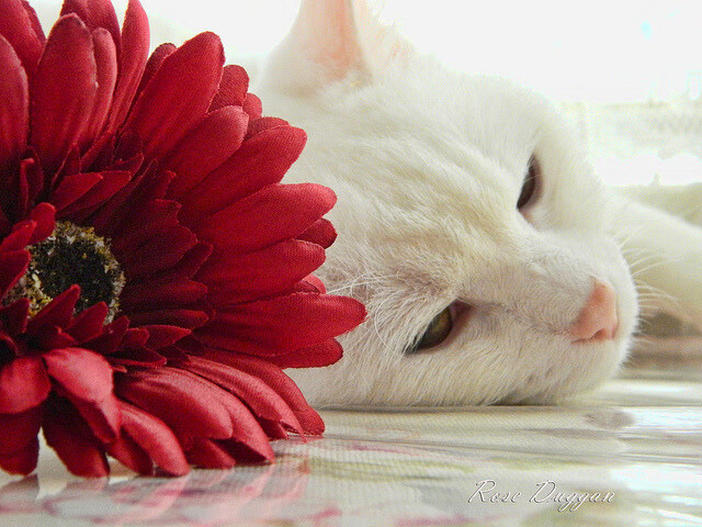 巅峰对决，掘金力克热火，东契奇关键先生定乾坤