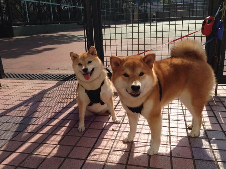 西部卡位生死时速，锡安变阵破局，福克斯孤星难救主，鹈鹕鏖战抢占王座先机