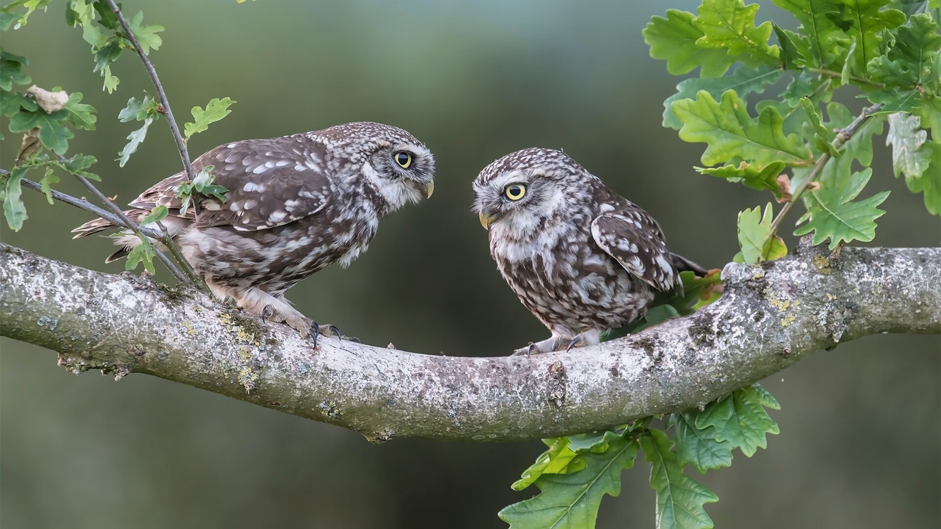 钢铁壁垒与魔法丝线，当哥斯达黎加的森林防线遇见斯通斯的后场魔法