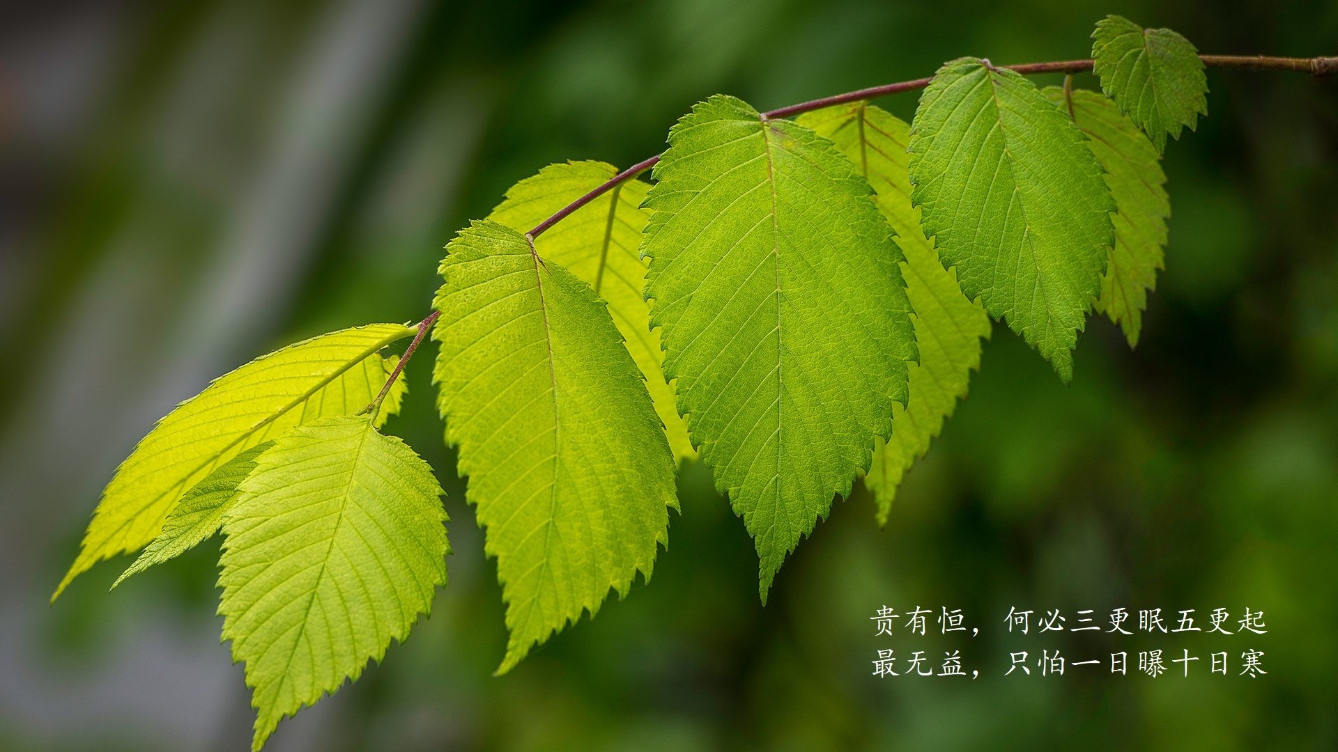 36年的轮回，当梅西的左脚让南美荣光重燃